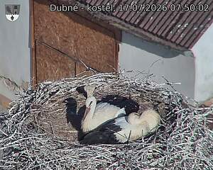 Capi_Dubne_20260717_075002.jpg (1350&nbsp;x&nbsp;1080)