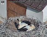 Capi_Dubne_20260717_075504.jpg