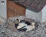 Capi_Dubne_20260717_080004.jpg