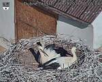 Capi_Dubne_20260717_080504.jpg