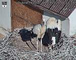Capi_Dubne_20260717_081004.jpg