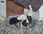 Capi_Dubne_20260717_081504.jpg
