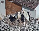 Capi_Dubne_20260717_082003.jpg