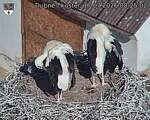 Capi_Dubne_20260717_082502.jpg