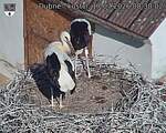 Capi_Dubne_20260717_083002.jpg