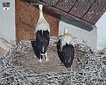 Capi_Dubne_20260717_085003.jpg