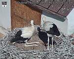 Capi_Dubne_20260717_090004.jpg