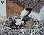 Capi_Dubne_20260717_100504.jpg