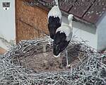 Capi_Dubne_20260717_105004.jpg
