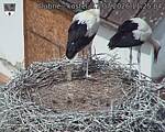 Capi_Dubne_20260717_112504.jpg