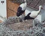 Capi_Dubne_20260717_113502.jpg