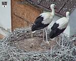 Capi_Dubne_20260717_115003.jpg