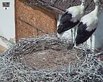 Capi_Dubne_20260717_120504.jpg