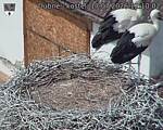 Capi_Dubne_20260717_121002.jpg