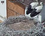 Capi_Dubne_20260717_121503.jpg