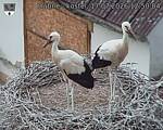 Capi_Dubne_20260717_125004.jpg
