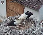 Capi_Dubne_20260717_131504.jpg