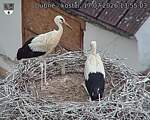 Capi_Dubne_20260717_135503.jpg