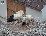 Capi_Dubne_20260717_141004.jpg
