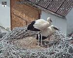 Capi_Dubne_20260717_143004.jpg