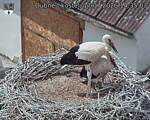 Capi_Dubne_20260717_143504.jpg