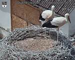 Capi_Dubne_20260717_150003.jpg