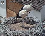 Capi_Dubne_20260717_150502.jpg