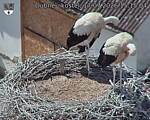 Capi_Dubne_20260717_151504.jpg
