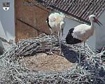 Capi_Dubne_20260717_152504.jpg
