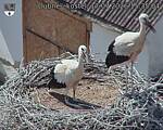 Capi_Dubne_20260717_153504.jpg