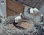 Capi_Dubne_20260717_154003.jpg