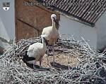 Capi_Dubne_20260717_154502.jpg