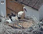 Capi_Dubne_20260717_155002.jpg