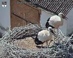 Capi_Dubne_20260717_160002.jpg