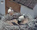 Capi_Dubne_20260717_160504.jpg