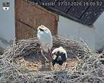 Capi_Dubne_20260717_190002.jpg