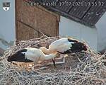 Capi_Dubne_20260717_195502.jpg