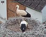 Capi_Dubne_20260717_205004.jpg