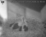 Capi_Dubne_20260717_214503.jpg