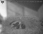 Capi_Dubne_20260717_220503.jpg