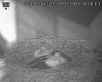 Capi_Dubne_20260718_040003.jpg