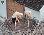 Capi_Dubne_20260718_052003.jpg