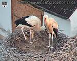 Capi_Dubne_20260718_052503.jpg
