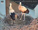 Capi_Dubne_20260718_053003.jpg