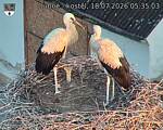 Capi_Dubne_20260718_053503.jpg