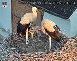 Capi_Dubne_20260718_054004.jpg