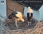 Capi_Dubne_20260718_055003.jpg