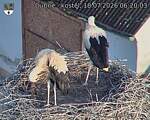 Capi_Dubne_20260718_062003.jpg