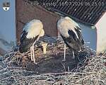 Capi_Dubne_20260718_062503.jpg