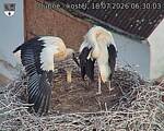 Capi_Dubne_20260718_063003.jpg
